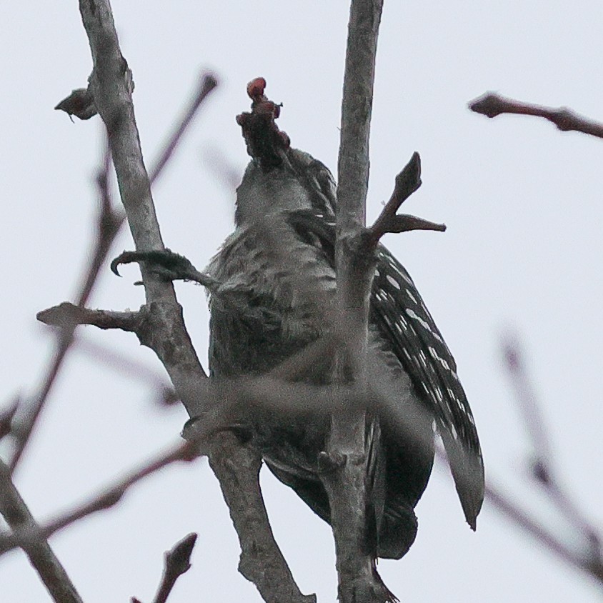 Nuttall's Woodpecker - Anonymous