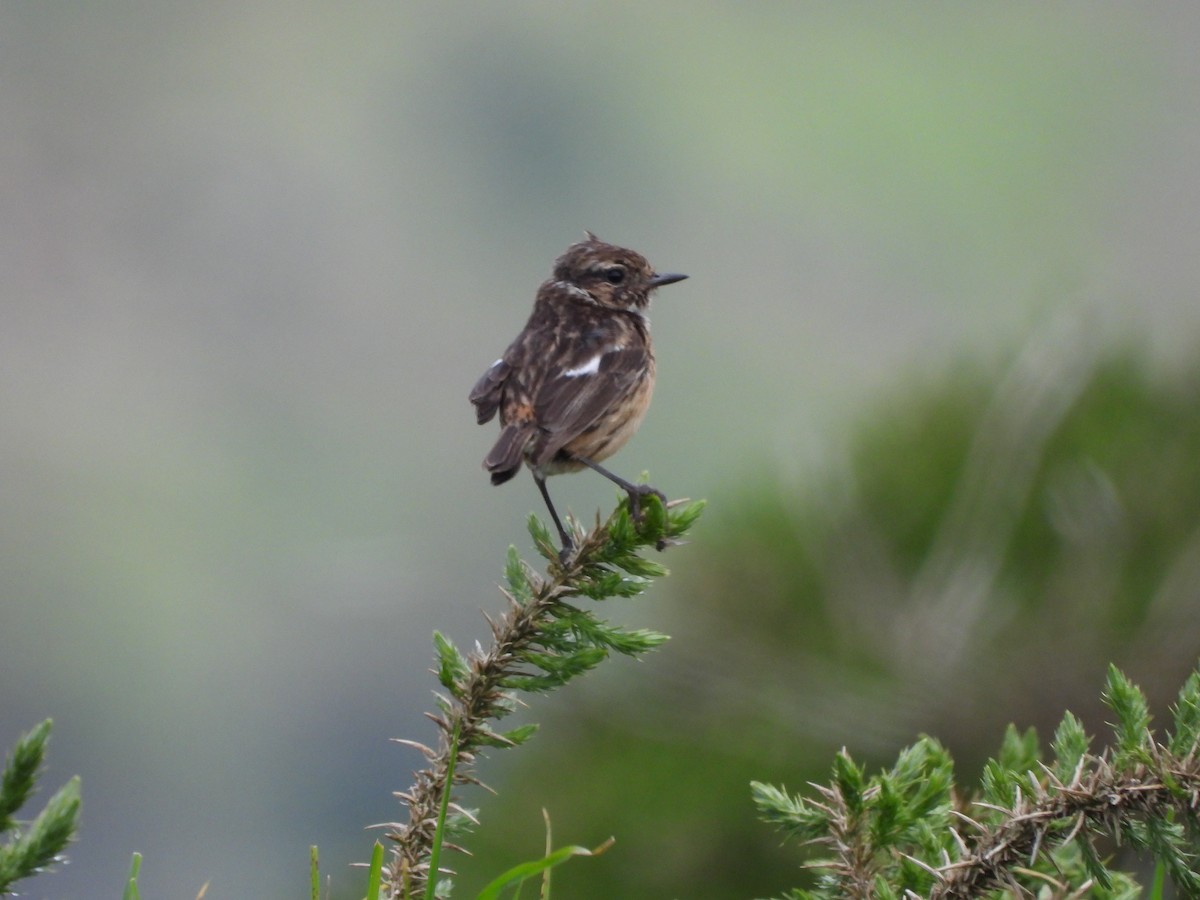 European Stonechat - ML619278095