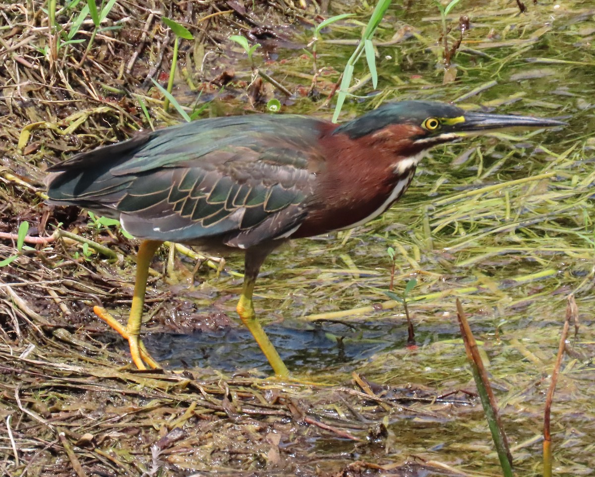 Green Heron - Laurie Witkin