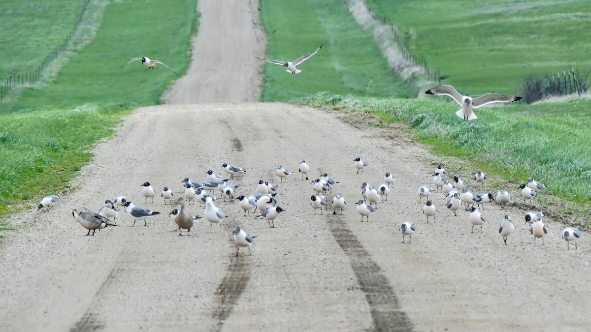 Franklin's Gull - ML619278098