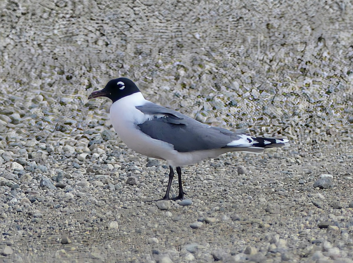 Franklin's Gull - ML619278102