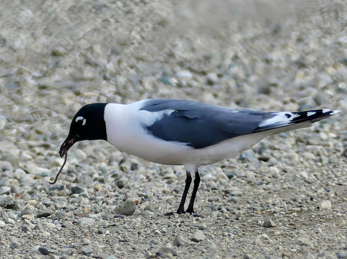 Franklin's Gull - ML619278104