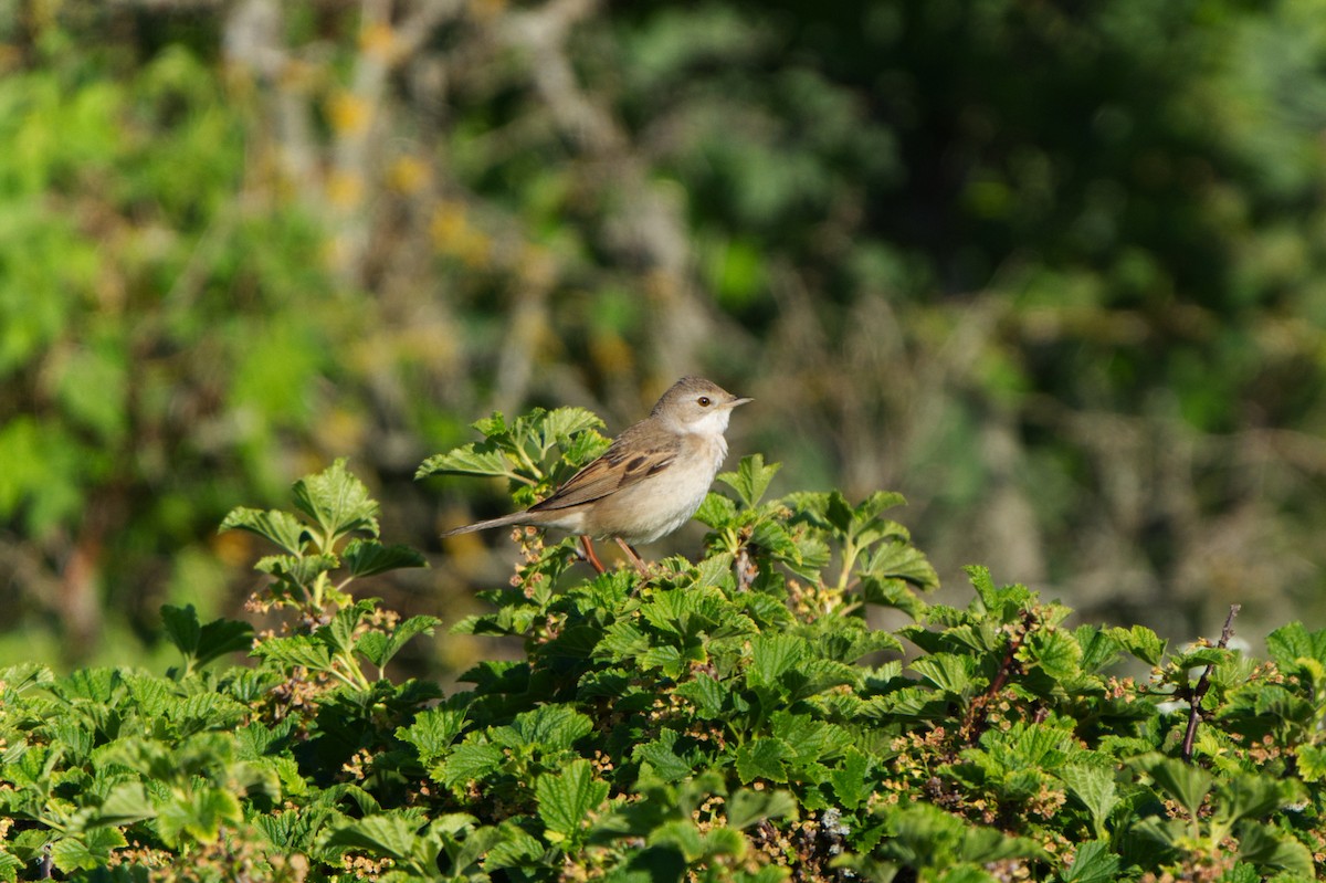 Greater Whitethroat - Michael Matschiner