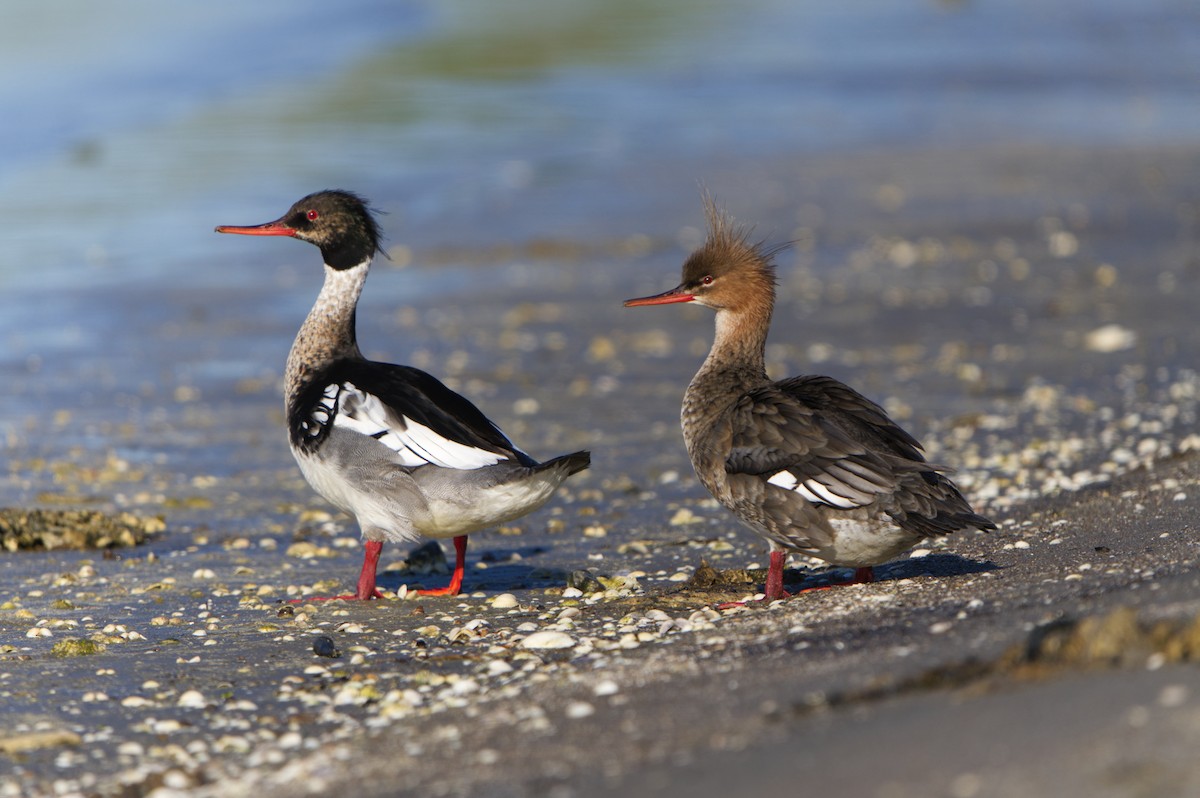 Red-breasted Merganser - Michael Matschiner