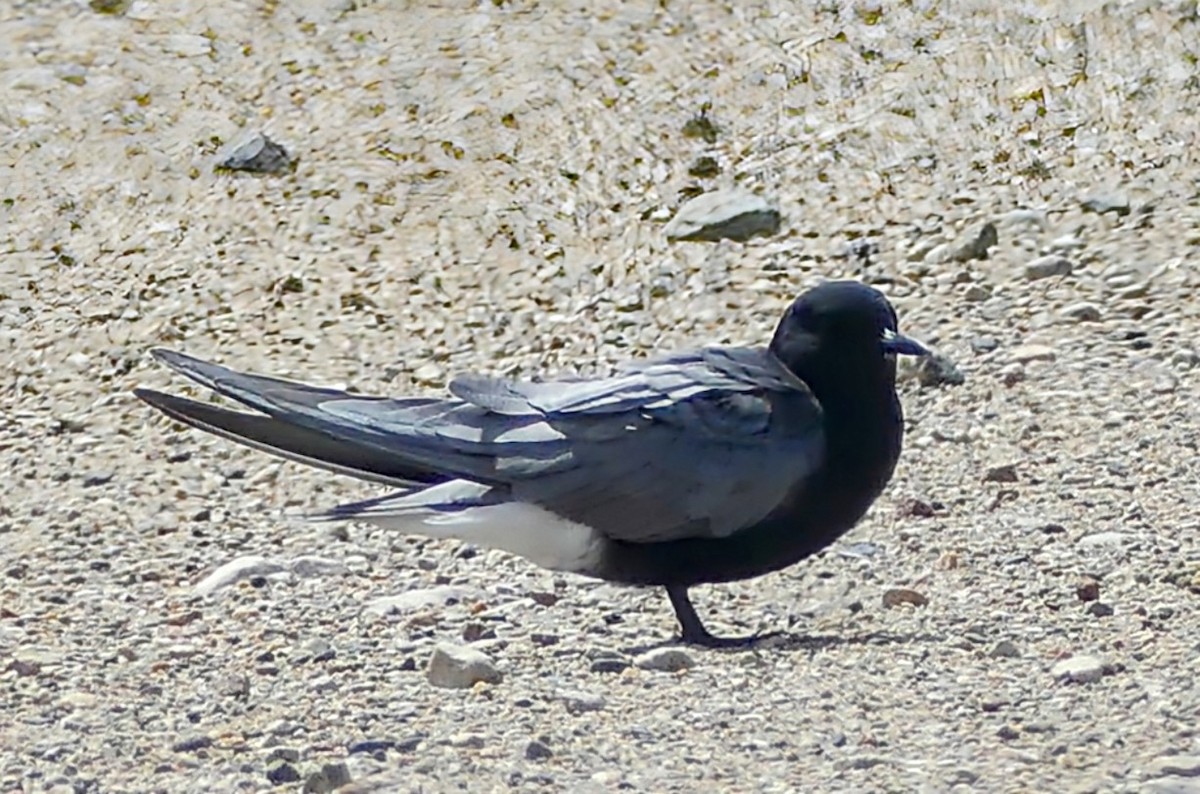 Black Tern - ML619278119
