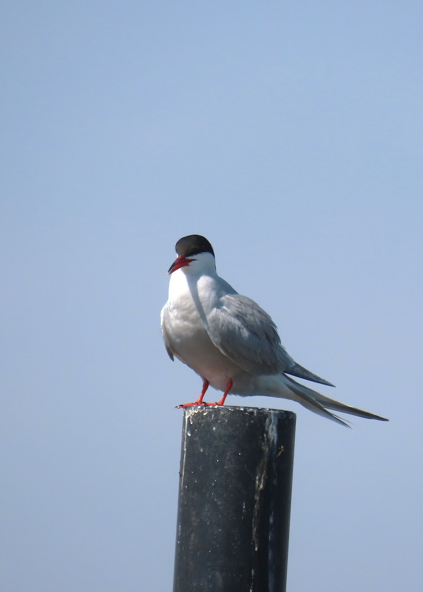 Common Tern - Michael Bowen