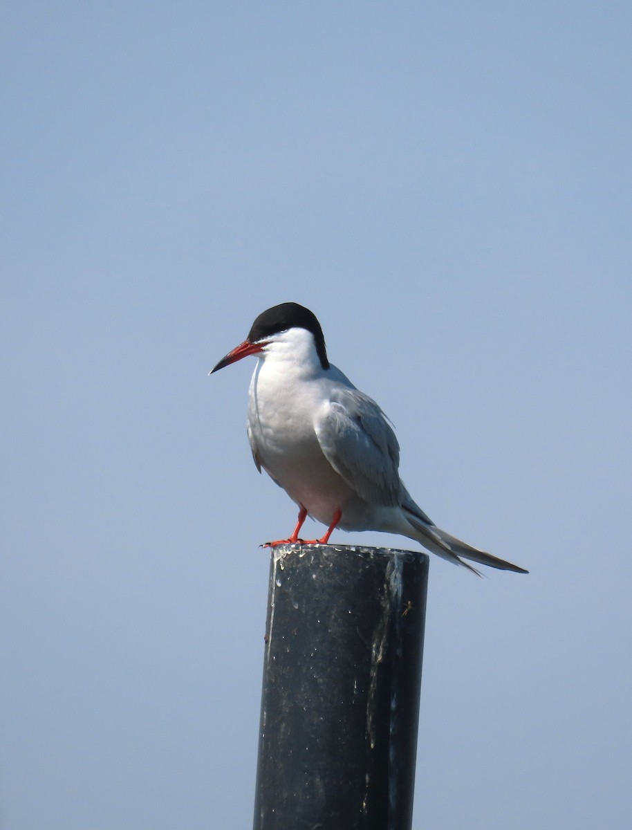 Common Tern - Michael Bowen