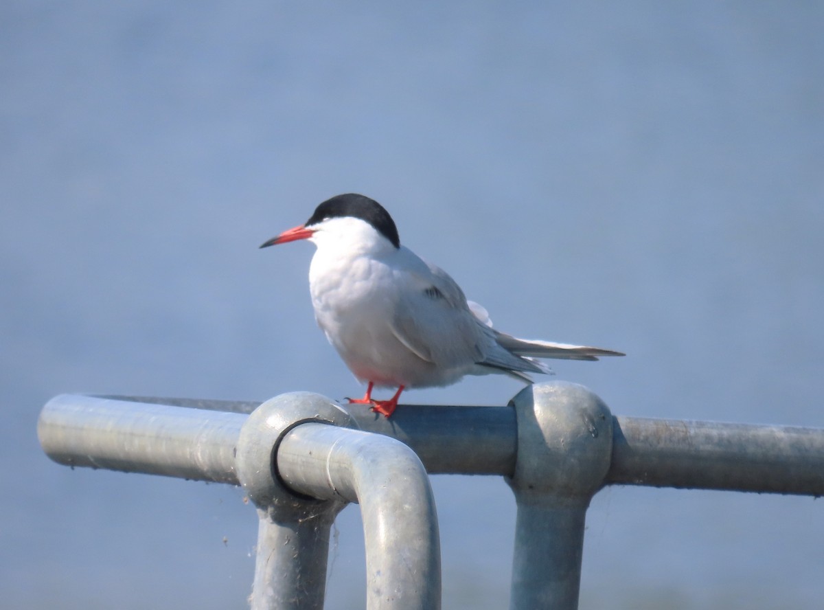 Common Tern - Michael Bowen