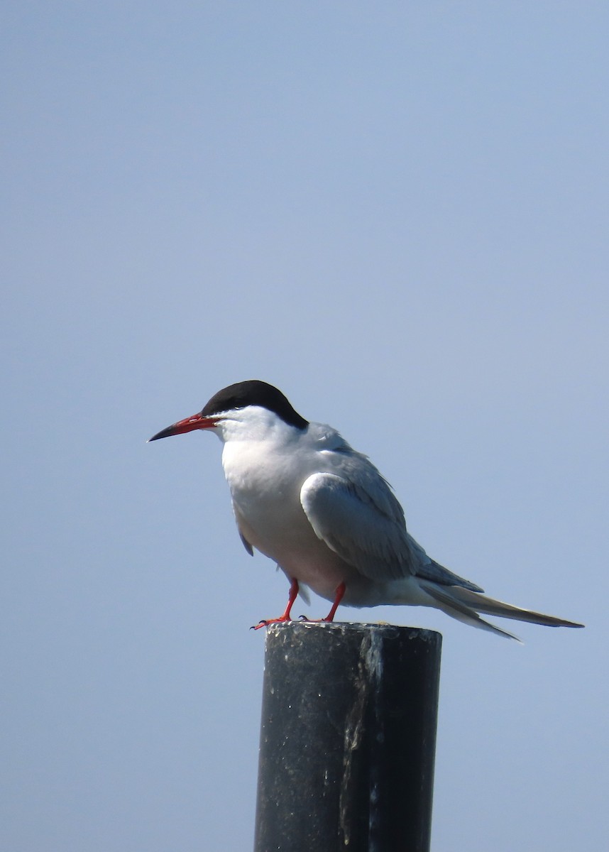 Common Tern - Michael Bowen