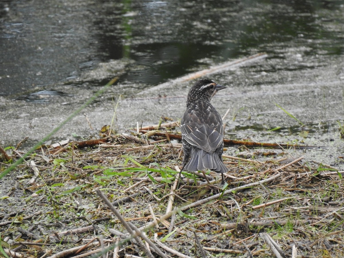 Red-winged Blackbird - Germ Germain