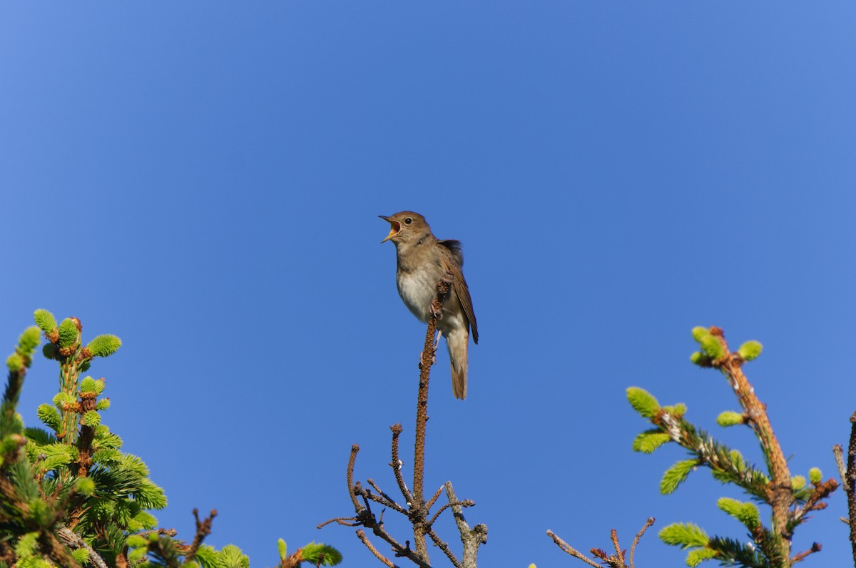 Thrush Nightingale - Michael Matschiner