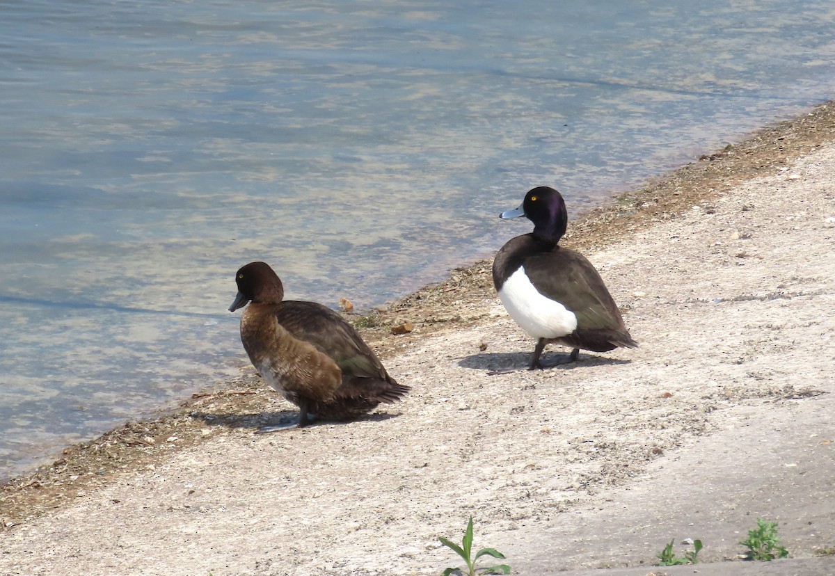 Tufted Duck - Michael Bowen