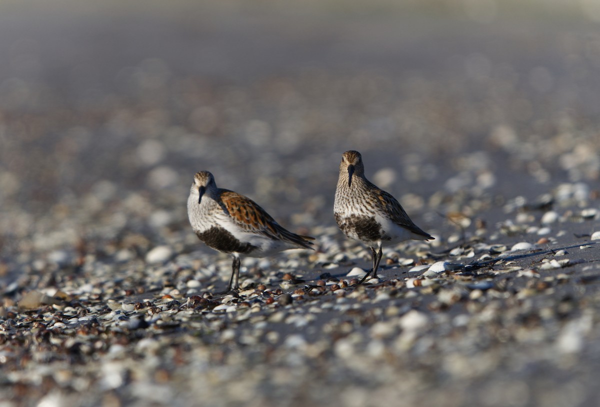 Dunlin - Michael Matschiner