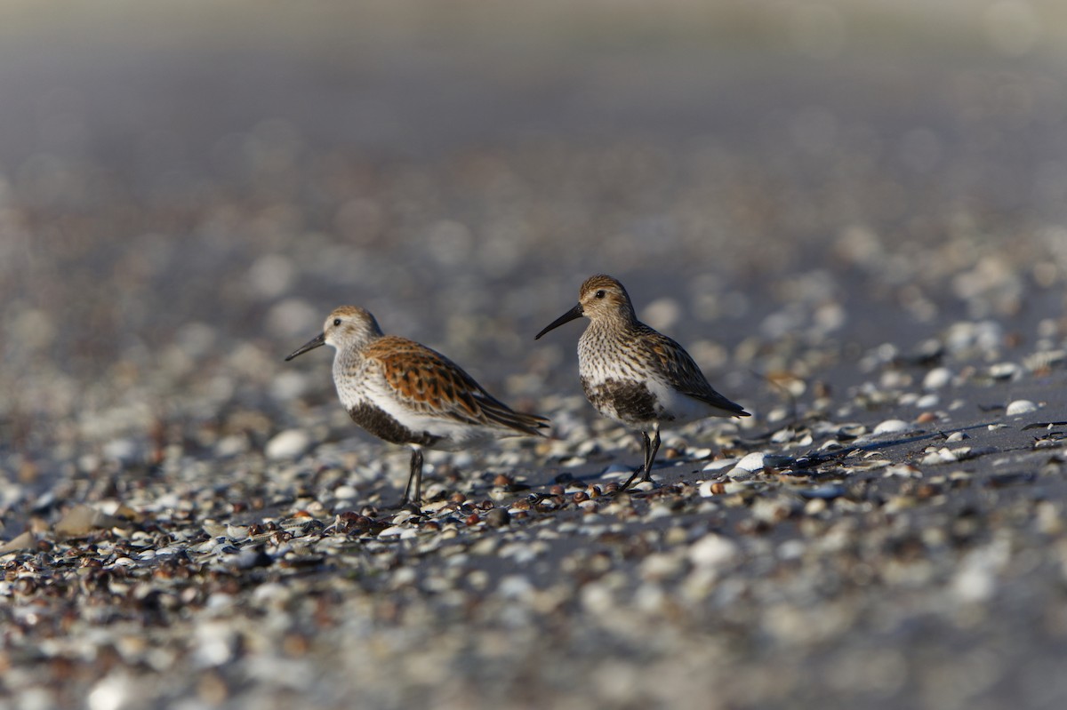 Dunlin - Michael Matschiner