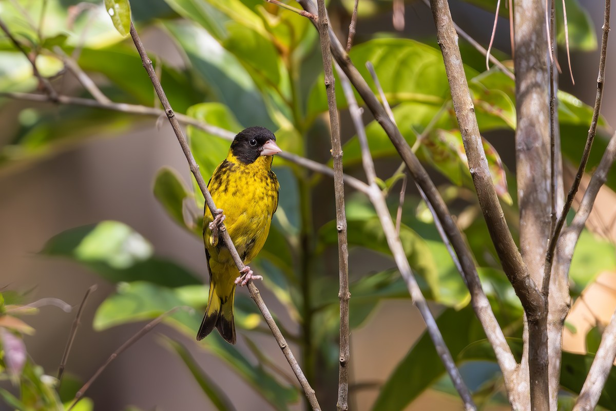 Vietnamese Greenfinch - Carolien Hoek