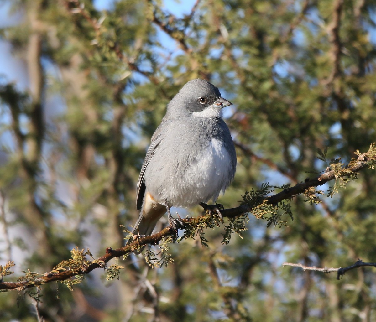 Diuca Finch - Juan González Mejias