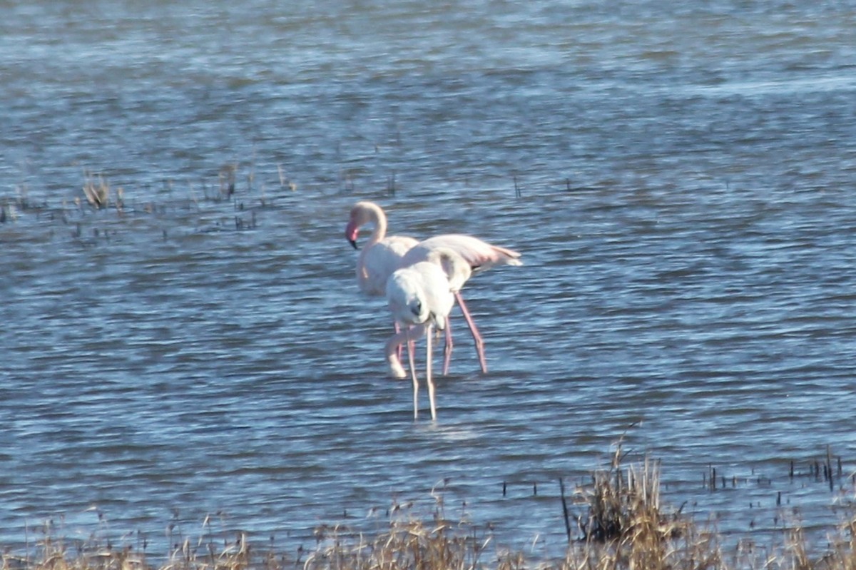 Greater Flamingo - ML619278196