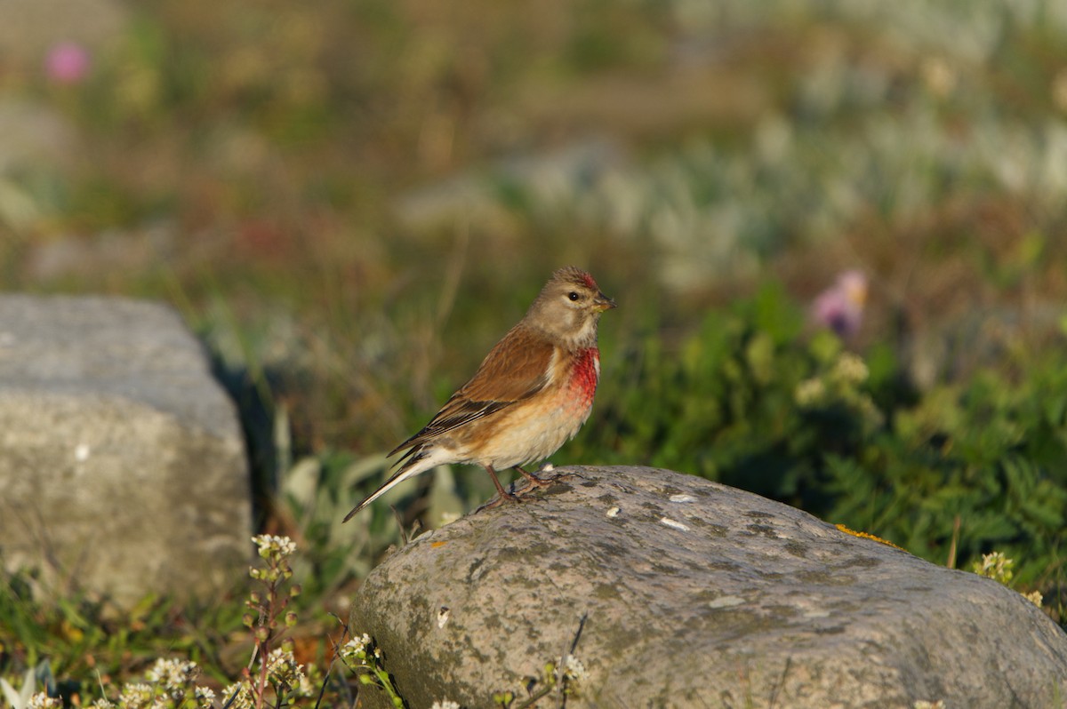 Eurasian Linnet - Michael Matschiner