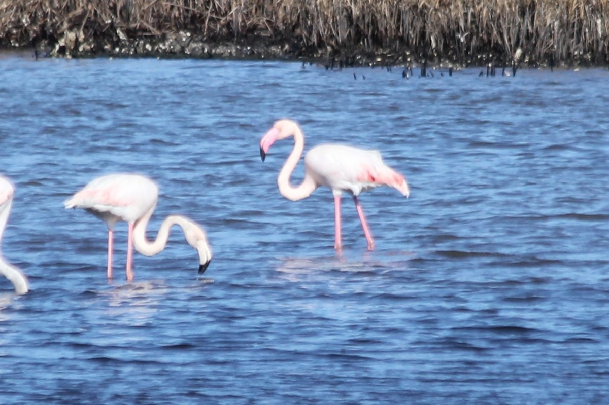 Greater Flamingo - ML619278203