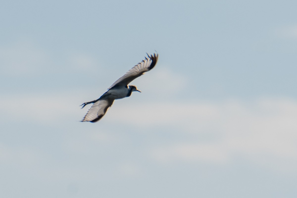 Pheasant-tailed Jacana - Ashok Kolluru