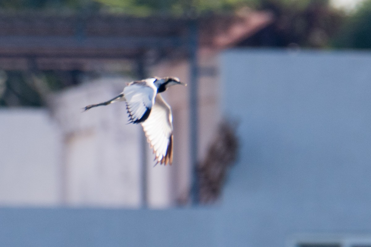 Pheasant-tailed Jacana - Ashok Kolluru