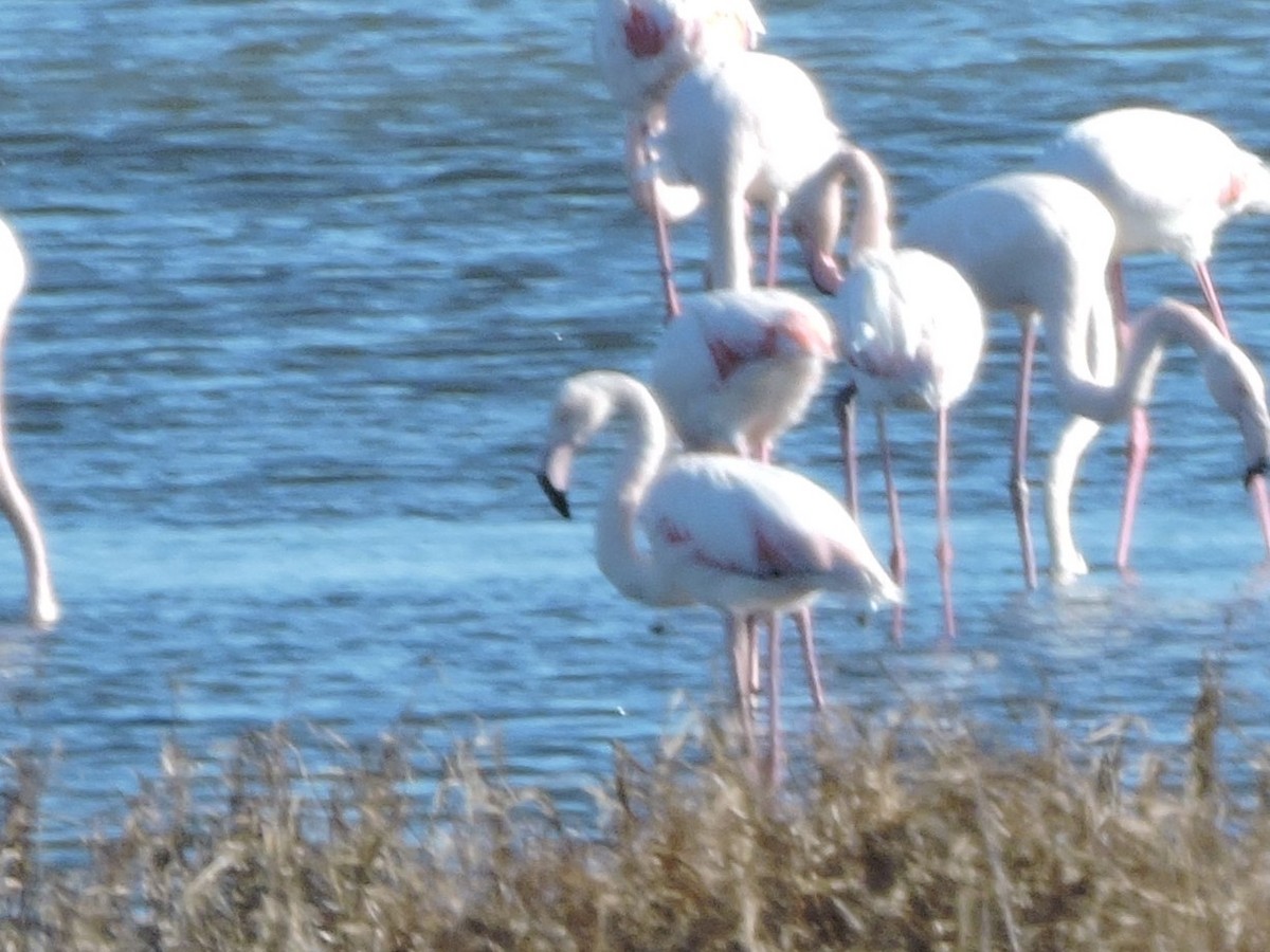Greater Flamingo - ML619278209