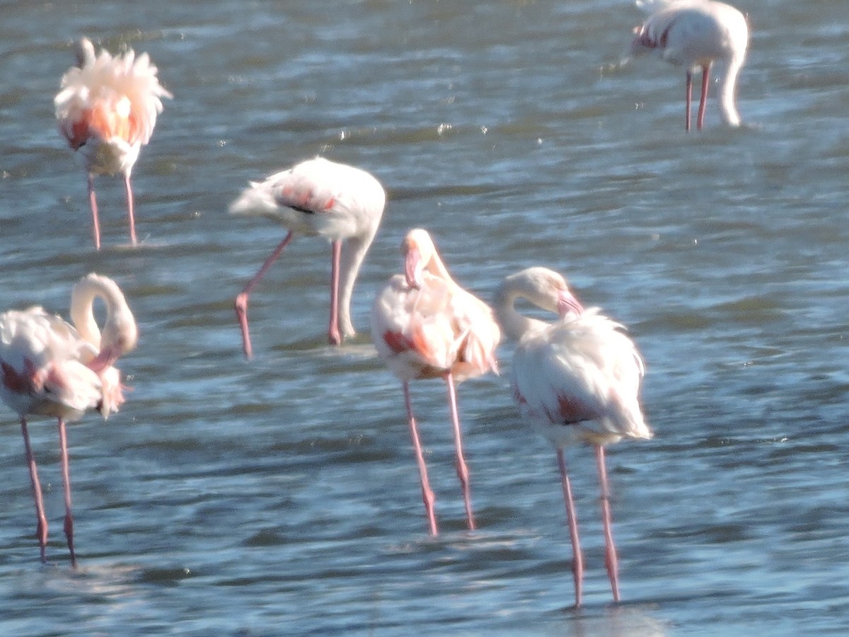 Greater Flamingo - ML619278211