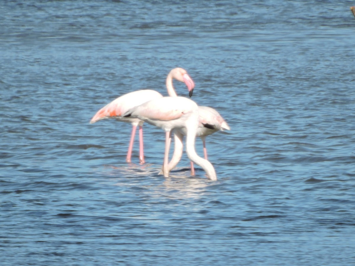 Greater Flamingo - ML619278215