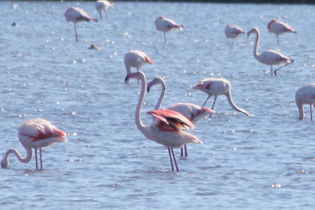 Greater Flamingo - ML619278227