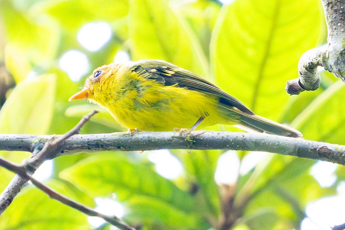 Yellow-breasted Warbler - Richard Edden