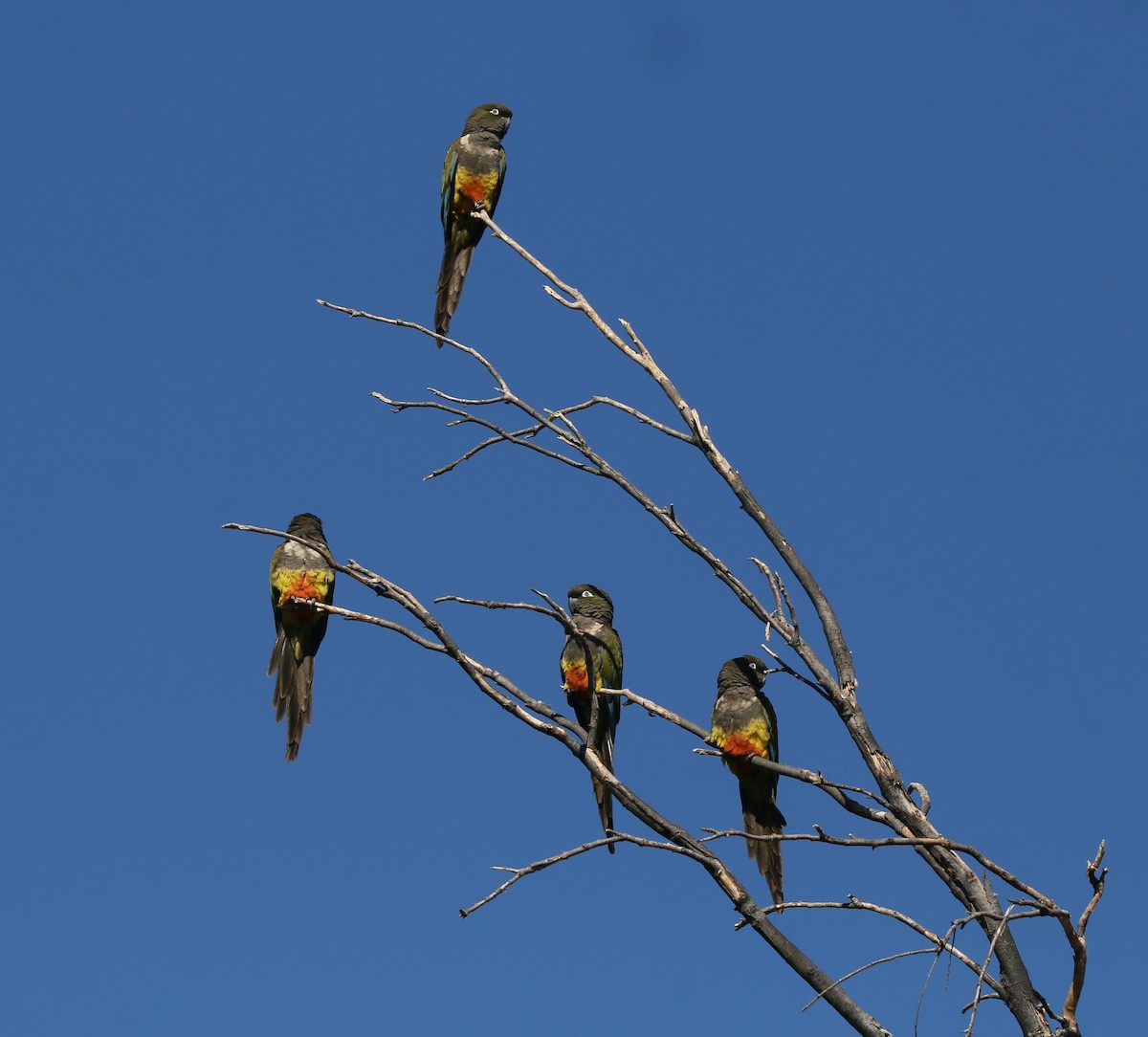 Conure de Patagonie - ML619278265