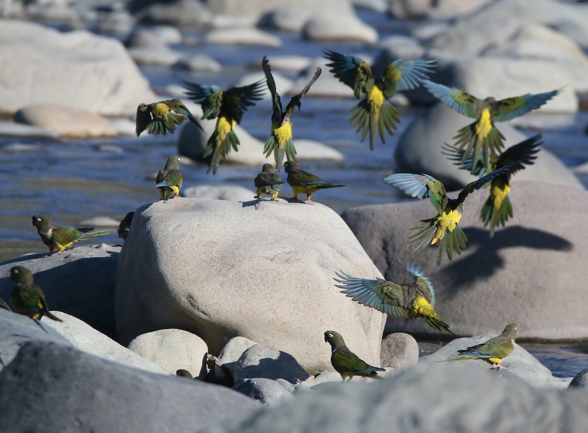 Conure de Patagonie - ML619278268