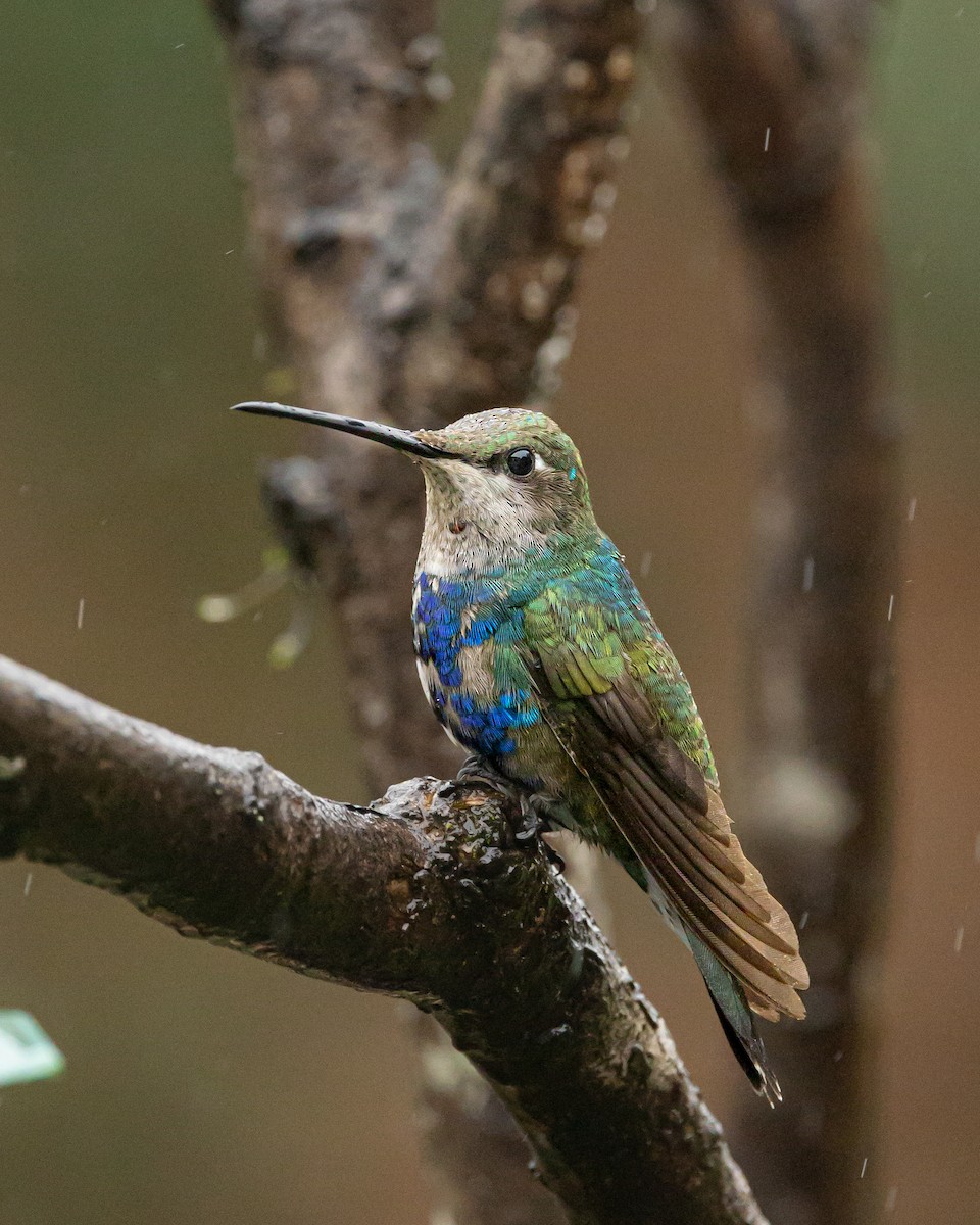 kolibřík cerradový - ML619278271