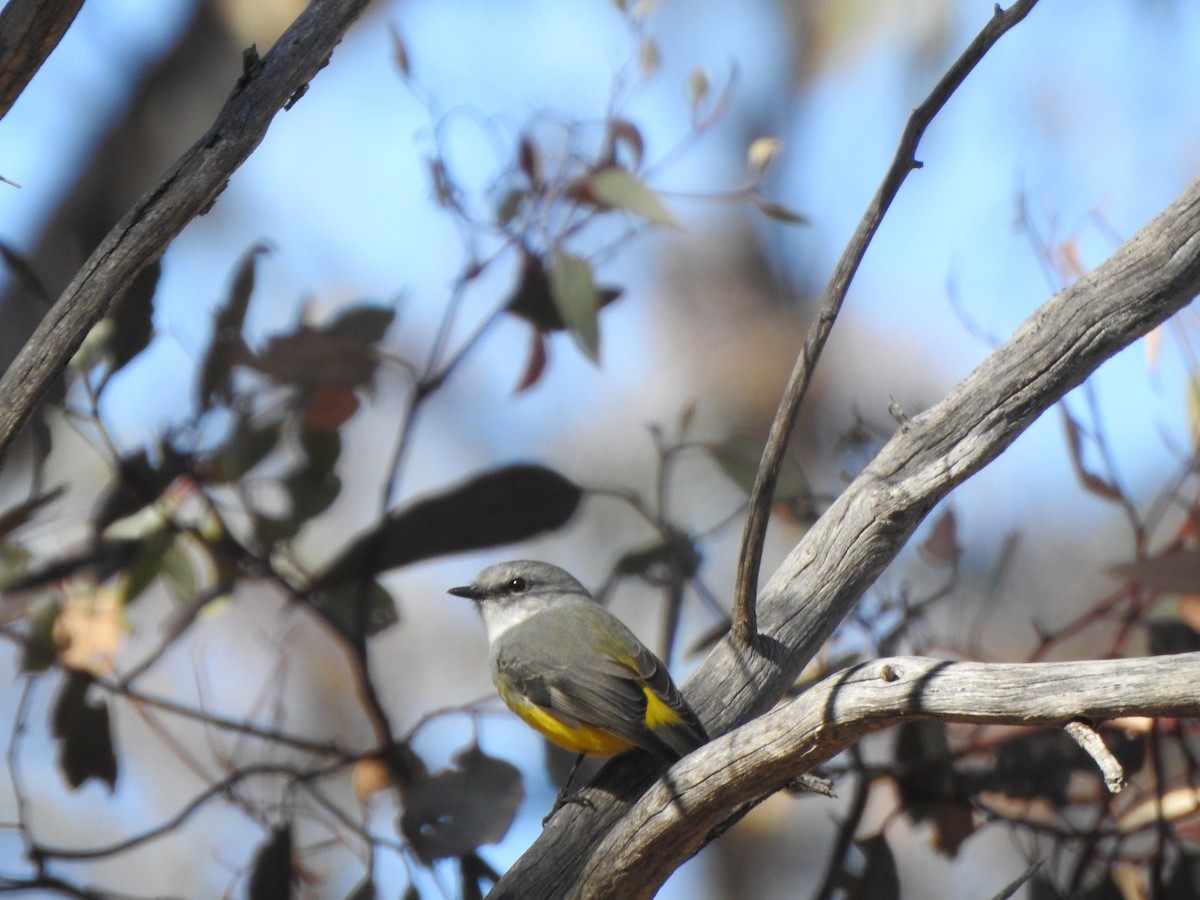 Western Yellow Robin - Finn Craig-Harding