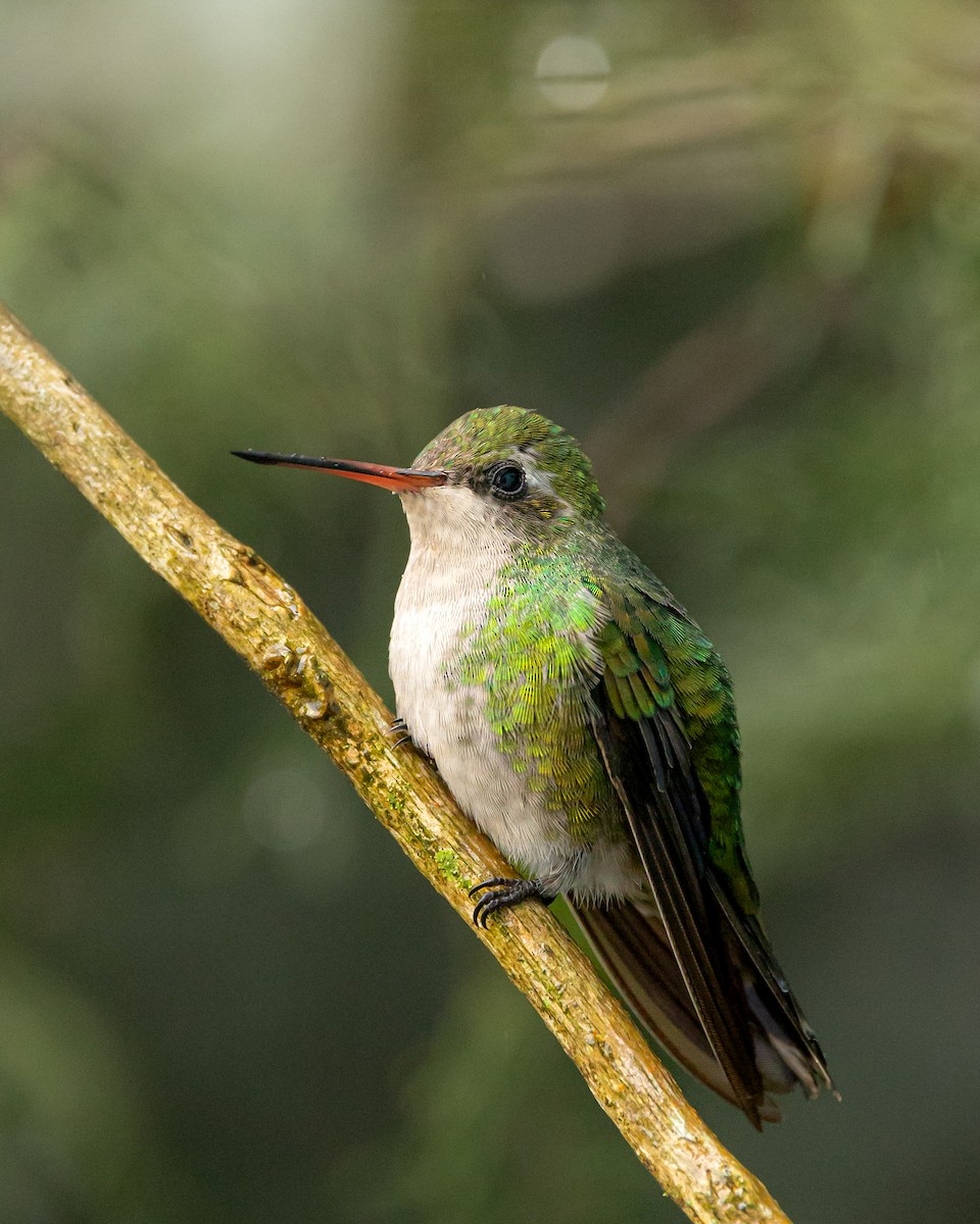 Glittering-bellied Emerald - Leandro Paiva