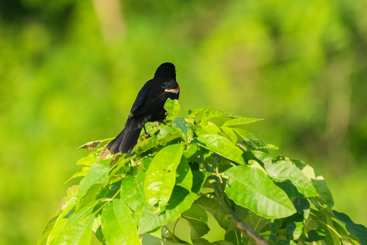 Red-winged Blackbird - John Mann