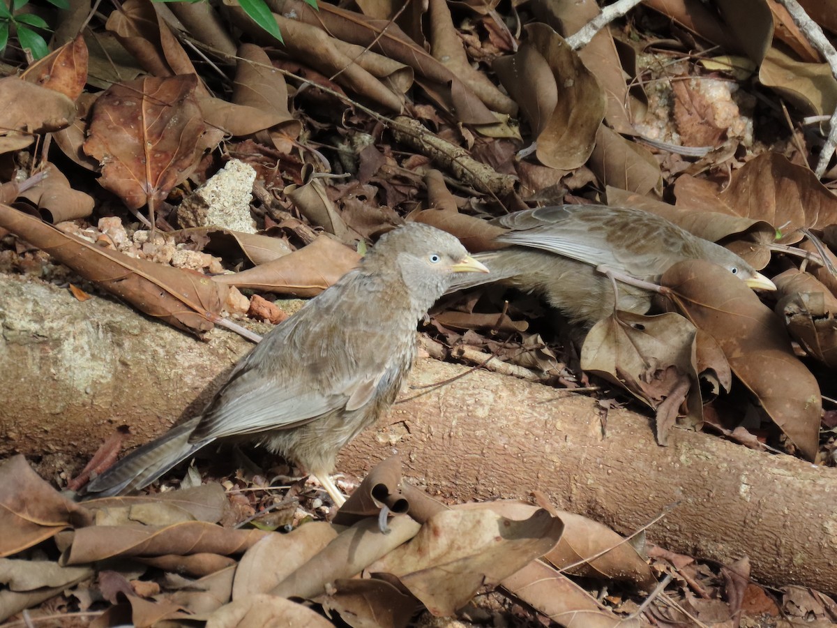 Yellow-billed Babbler - Bosco Chan