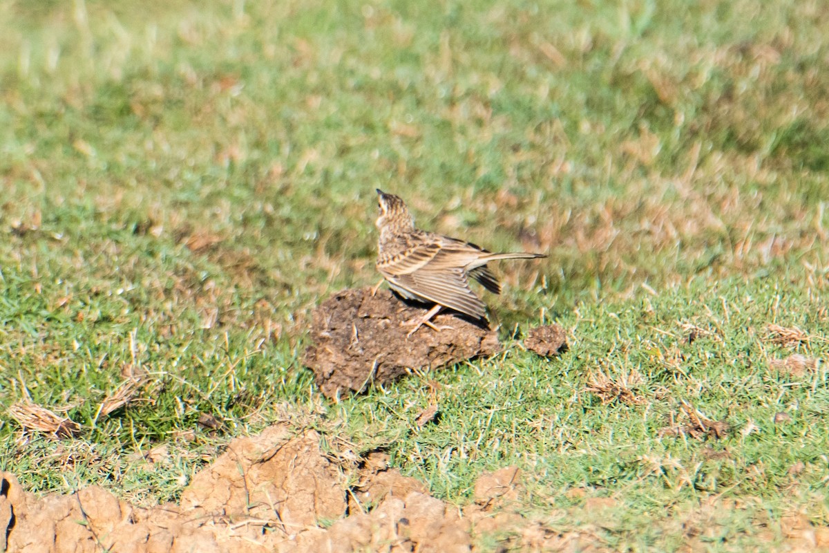 Jerdon's Bushlark - Ashok Kolluru