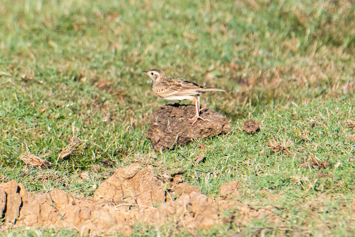 Jerdon's Bushlark - Ashok Kolluru