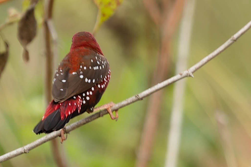 Red Avadavat - Zebedee Muller