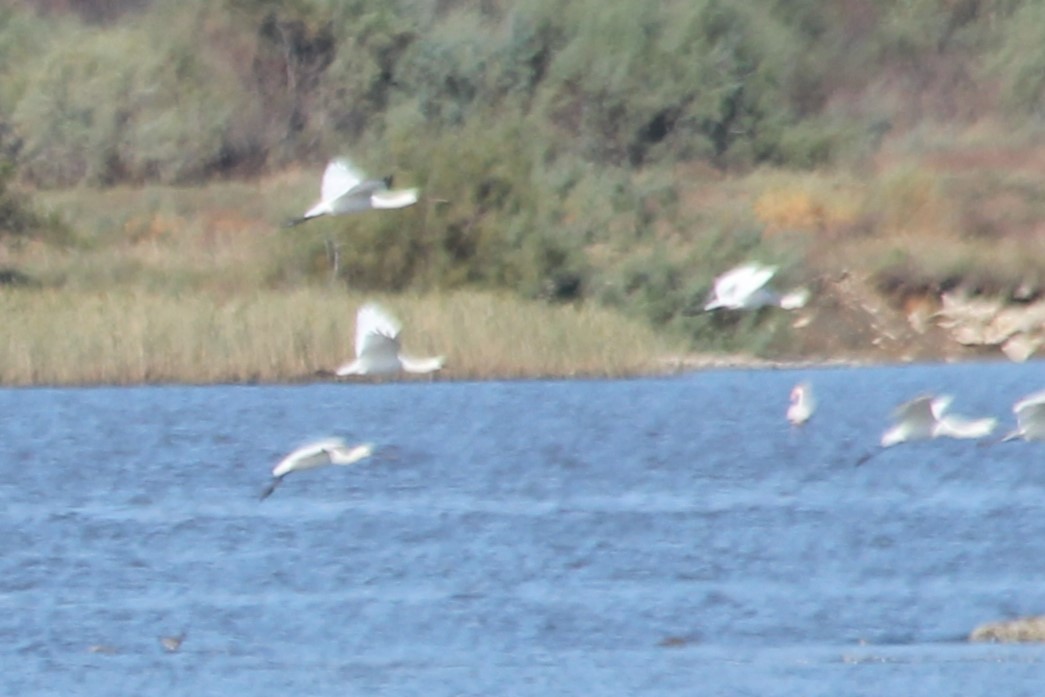 Eurasian Spoonbill - ML619278321