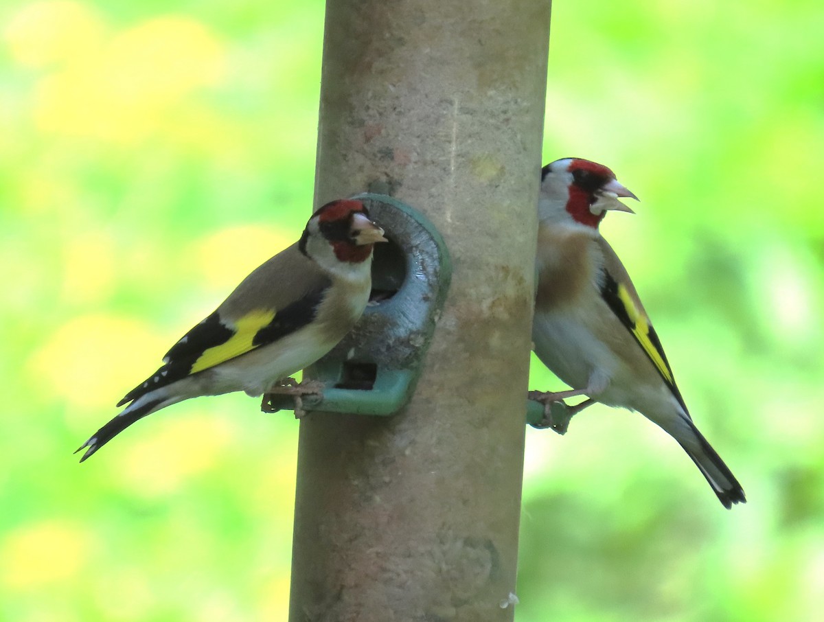 European Goldfinch - Michael Bowen