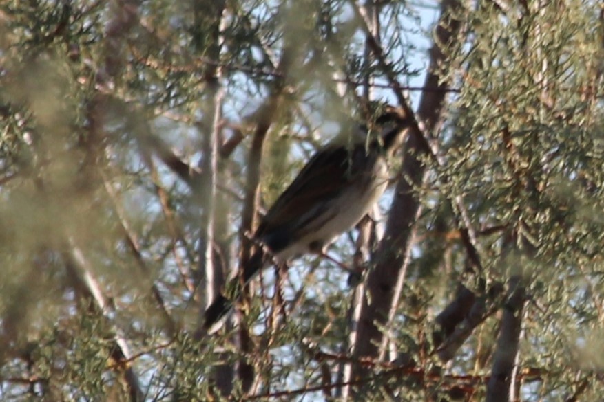 Reed Bunting - ML619278342