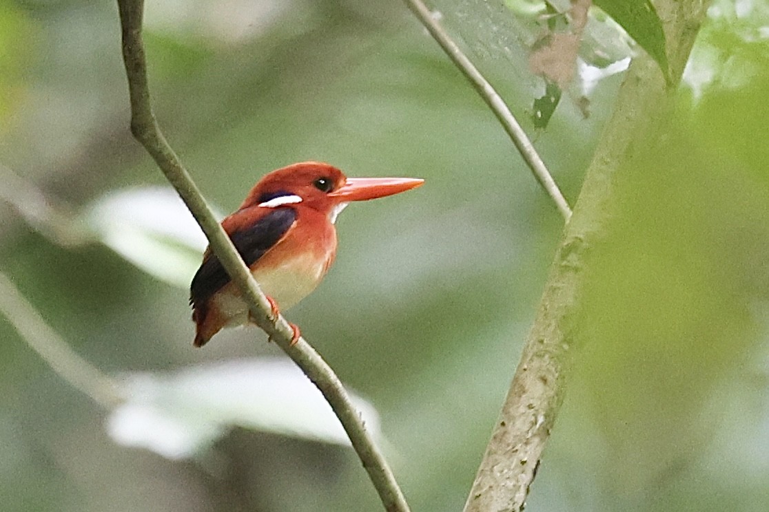 Philippine Dwarf-Kingfisher - Raphaël JORDAN