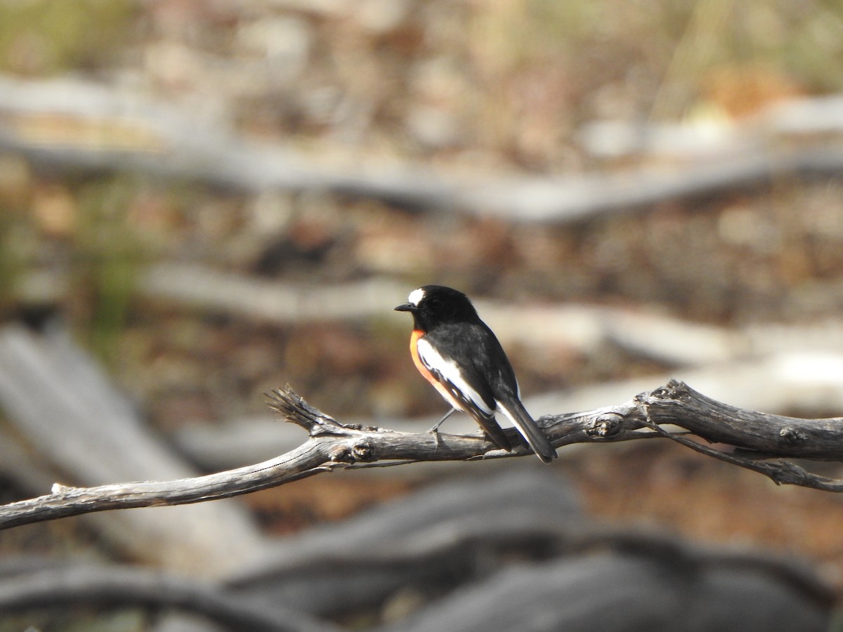 Scarlet Robin - Finn Craig-Harding