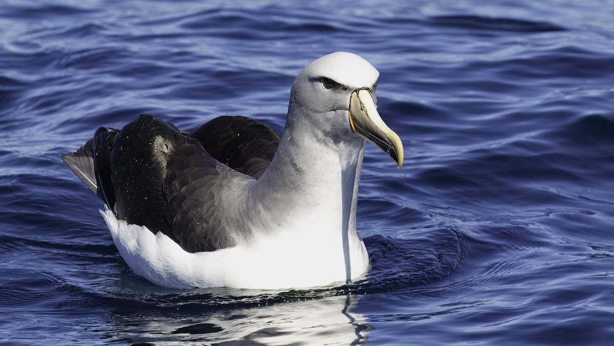 Salvin's Albatross - Markus Craig