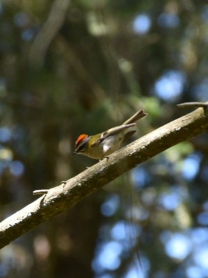 Common Firecrest - Jono Henshaw