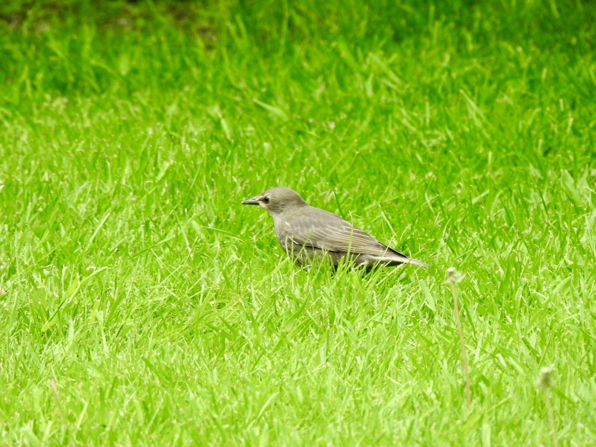 European Starling - Stephen Bailey