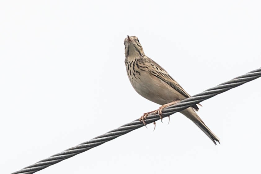 pipit sp. - Zebedee Muller