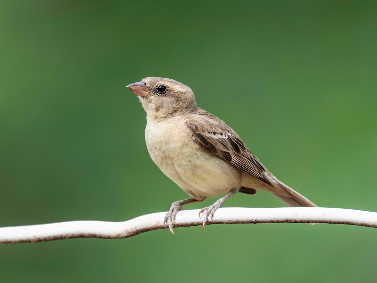 Plain-backed Sparrow - Michael Sanders